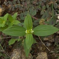 Image result for Spermacoce ocymoides