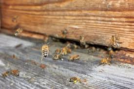 Simple Home Remedy To Get Rid Of Bees Homesteady Getting Rid Of Bees Home Remedies Bee Problem