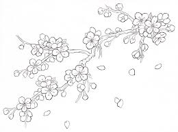 Drawings Sketches Cherry Blossom Drawing Flower Drawing Flower Sketches