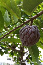 Image result for Annona squamosa