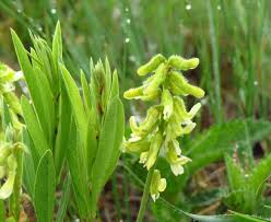 Image result for Eriosema cordifolium