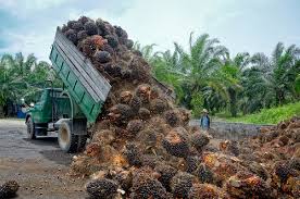 Harga tbs sawit menduduki angka ideal, petani bahar selatan sangat senang. Tantangan Pengembangan Industri Kelapa Sawit Indonesia Timur Okezone Economy