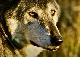 Match previews burnley v wolves: True Wild The Real Story Of Wolves On Ted Turner S Montana Ranch