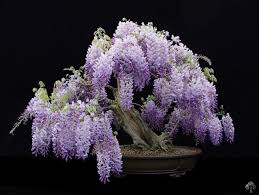 Bonsais En Floraison Bonsai Empire