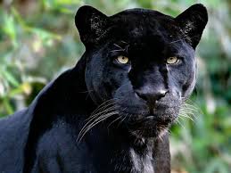 In asia and africa, black leopards are called panthers. Which Big Cat Are You Panther Facts Rainforest Animals Wild Animal Wallpaper