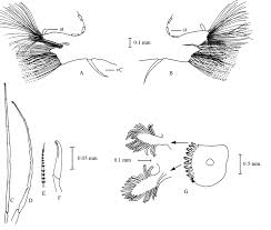 Image result for Parapodium