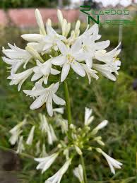 Image result for Agapanthus africanus