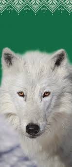 4 The Status of Gray Wolf Reintroduction to Colorado 8 Discovering Maned  Wolves 12 Remote Cameras Have Changed, Improved Biolog