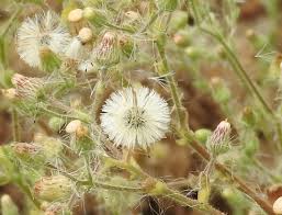 Image result for Pseudoconyza