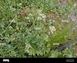 Image result for Nasturtium microphyllum