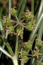 Image result for Stenostelma