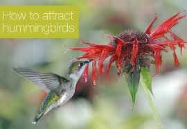 Vibrant foliage that attracts hummingbirds. How To Attract Hummingbirds To Your Garden Flowers Plants