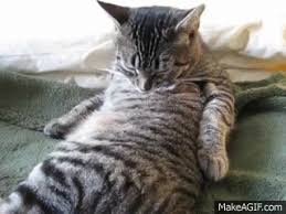91 views • april 9. Feline Observational Video I Cat Self Grooming On Make A Gif