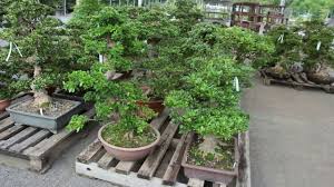 Корпоративный офис в bürglen, sankt gallen, switzerland. Grosse Gartenbonsai Kaufen Bonsaischule Wenddorf