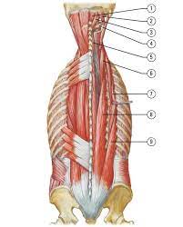 Netter Anatomy Anki Deck Ankiweb