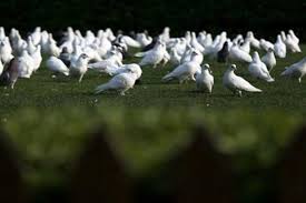 Image result for चिड़िया दाना खाती