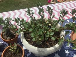 May be near you to find the location cvs app: If You Do Stuff Stuff Gets Done A Mystery Succulent Planting And A Bit More Cvs