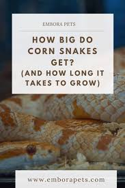 how big do corn snakes get and how long it takes to grow