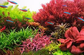 Image result for Crotalaria sphaerocarpa