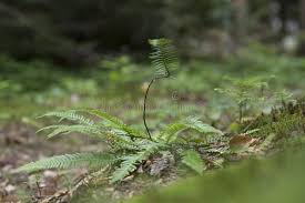 Image result for Blechnaceae