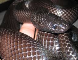 Kingsnakes care, costs, feeding, cages, heating, lighting, health all included. Mexican Black Kingsnake Wikipedia