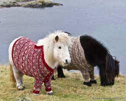 She stands around 33ã¢ (bes… more. Cute Mini Horse Quotes Quotesgram