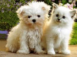 See more ideas about kittens and puppies, kittens, kittens cutest. Puppies Kittens Wallpaper 1024x768 54196 Wallpaperup