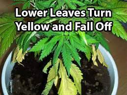 Cactus fruit is rich in betanin, polyphenols and other potent antioxidants that support liver health, protect against heart disease and reduce her mission is to help people live healthier lives by making smarter food choices and staying active. How To Fix Cannabis Nitrogen Deficiency N Pics Symptoms