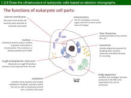 Check spelling or type a new query. Ib Biology 1 2 Slides Ultrastructure Of Cells