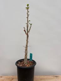 Image result for Sesamothamnus