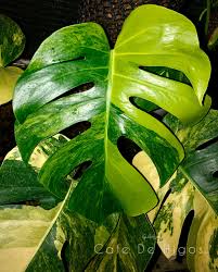 Monstera Deliciosa Borsigiana Aurea Variegata Variegated Plants Monstera Monstera Deliciosa