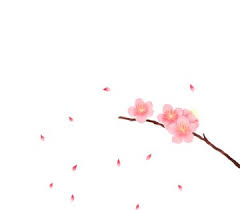 Vector Cherry Blossom In Spring Peach Flowers Pink Flowers Branches Png Transparent Clipart Image And Psd File For Free Download Cherry Blossom Art Peach Flowers Cherry Blossom Background