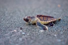 Image result for turtle