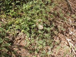 Image result for Indigofera vicioides