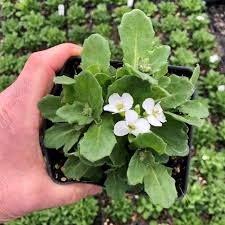 Image result for Arabis