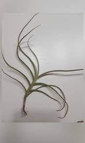 The plant naturally grows on rocks and cliffs, this contributes to it preferring outdoor, airy, and bright conditions. Crocata Tillandsia Air Plant Airplant Tillandsia Crocata Copper Penny Orange Fragrant Bloom Furniture Home Living Gardening Plants Seeds On Carousell