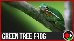 If you decide to house 2 or more in the same cage you might consider something 24″ (width) x 18″ (depth) x 36″ (height) or bigger. American Green Tree Frog Facts Youtube