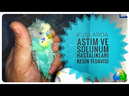 Kuslarda Astim Ve Solunum Hastaliklari Kesin Tedavisi Definitive Treatment Of Asthma And Respirato Youtube