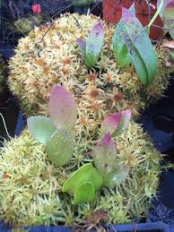 Image result for Genlisea africana