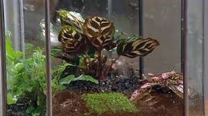 45 Lt Bay View Window Tank Terrarium Journal Organic Raised Garden Beds Pretty Plants Little Plants