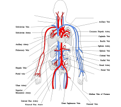 Place the letter of your choice in the figure 46.11 label the major arteries and veins of the systemic and pulmonary circuits. Major Arteries Of The Body Diagram Quizlet