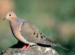 California condors are critically endangered; Bird Sounds And Songs Of The Mourning Dove The Old Farmer S Almanac