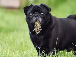 If your dog has developed a lump or mass, you should take him to the vet, who will likely perform a biopsy. 6 Reasons Why Dogs Eat Grass