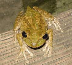 How to get rid of frogs in my garden. How To Get Rid Of Frogs Humanely And As Gently As You Can