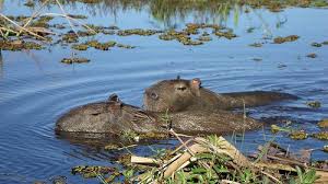 We did not find results for: Pareja De Carpinchos Animals Capybara Hippopotamus