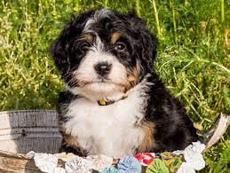 If you'd like to know more about our policies, shipping, deposits and more, click here. Goldendoodle And Bernedoodle Puppies In Illinois By Island Grove Doodles