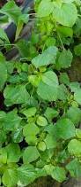 Image result for Amaranthus blitum