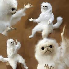 Maybe you would like to learn more about one of these? Persian Cat Memes Monkey Memes