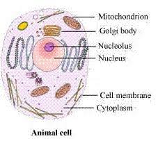 The result is two centrosomes, each with its own pair of centrioles. Chapter 8 Cell Structure And Functions Ncert Solutions For Class 8 Science Cbse Topperlearning