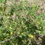 Image result for Pavonia burchellii